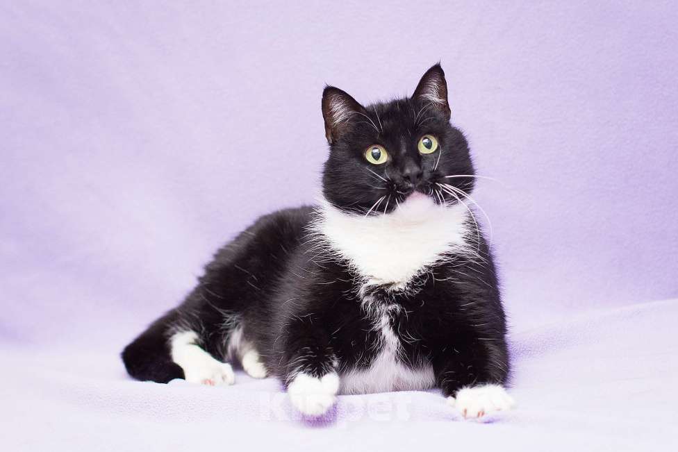 Кошки в Москве: Круглый кошкинс Девочка, Бесплатно - фото 3