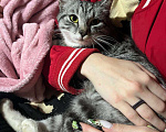 Кошки в Рязани: Уличная кошечка Девочка, Бесплатно - фото 3