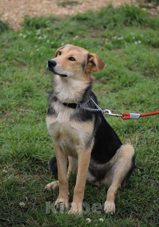 Собаки в Москве: Джуди. Нежная собака из приюта Девочка, Бесплатно - фото 3