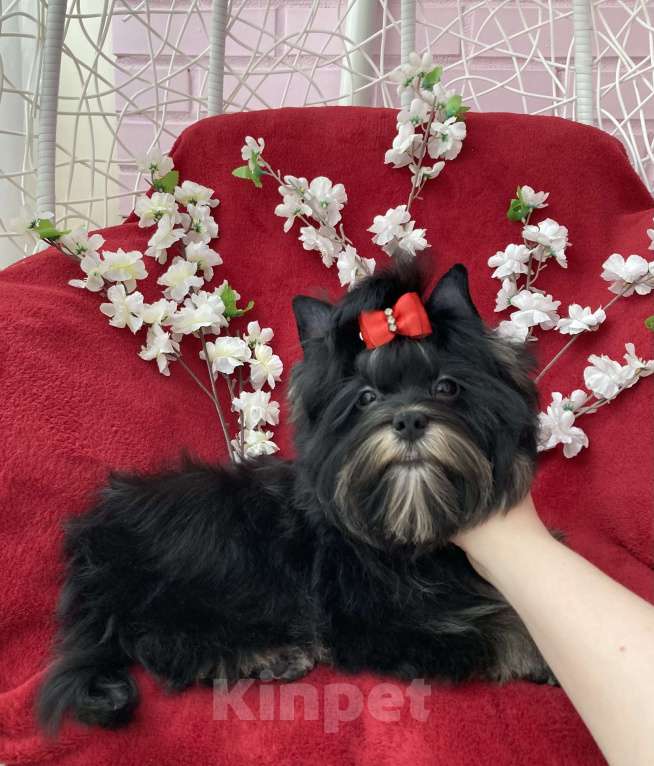 Собаки в Москве: Чёрный йорк подрощенная девочка стандарт Девочка, 90 000 руб. - фото 2