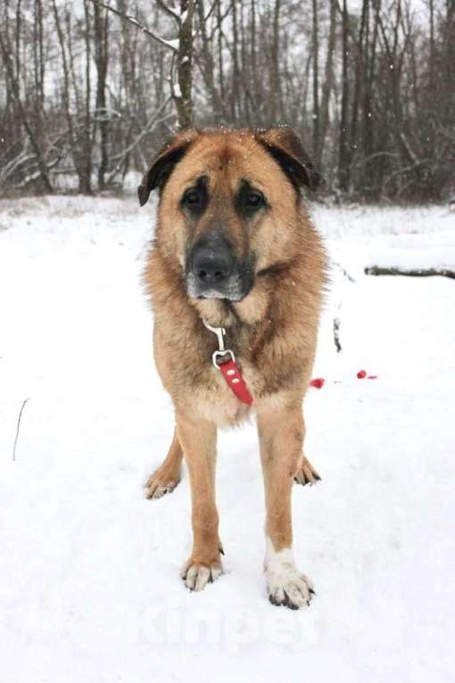 Собаки в Раменском: Парень Салли ищет дом Мальчик, Бесплатно - фото 7