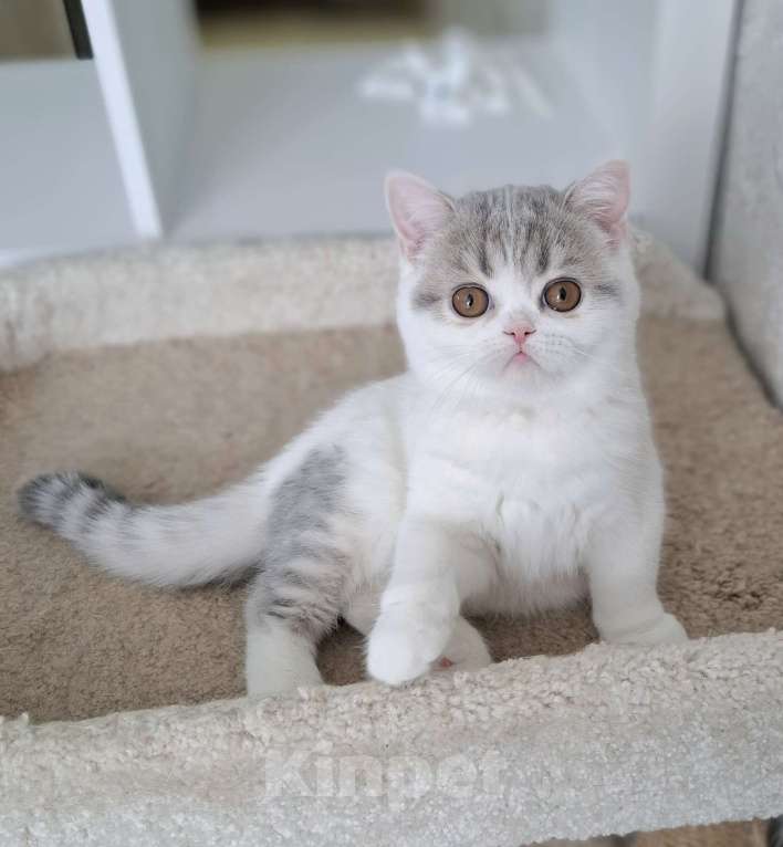 Кошки в Ярославле: Шотландская короткошерстная девочка Девочка, 30 000 руб. - фото 2