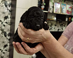 Собаки в Томске: Продам Щенока Карликового Пуделя Девочка, 15 000 руб. - фото 6