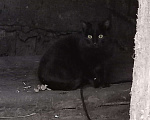 Кошки в Егорьевске: котенок 3 Девочка, Бесплатно - фото 1