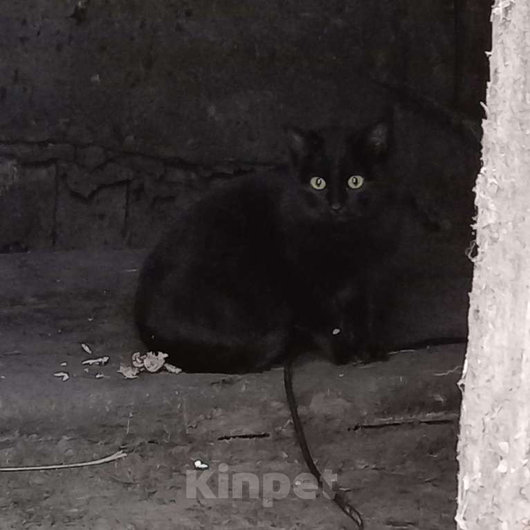 Кошки в Егорьевске: котенок 3 Девочка, Бесплатно - фото 1