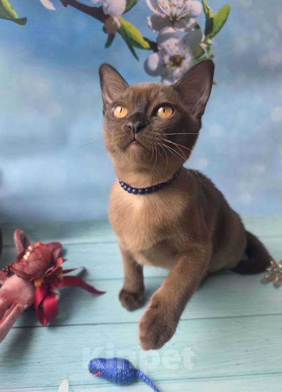 Кошки в других городах Ленинградской области: Бурманский котенок Мальчик, 40 000 руб. - фото 2