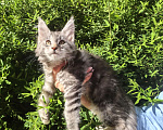 Кошки в Санкт-Петербурге: котенок Мейн кун из питомника Девочка, 80 000 руб. - фото 1