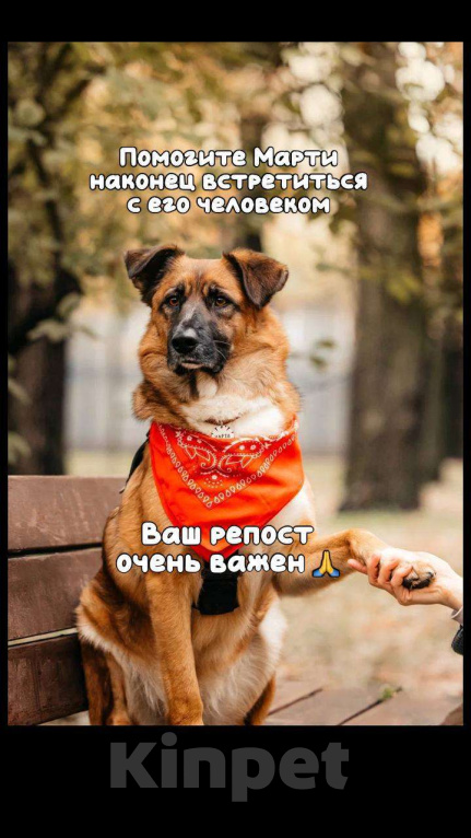 Собаки в Москве: Марти Мальчик, Бесплатно - фото 9