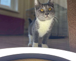 Кошки в Москве: Котёнок Тима (Тимофей) Мальчик, Бесплатно - фото 9
