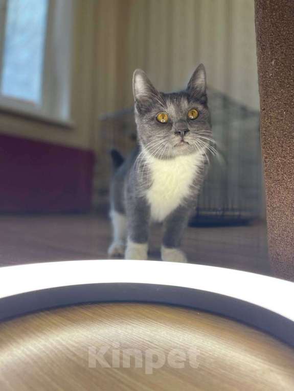 Кошки в Москве: Котёнок Тима (Тимофей) Мальчик, Бесплатно - фото 9