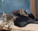 Кошки в Санкт-Петербурге: Котенок Шотландский прямоухий , метис , девочка Девочка, 1 000 руб. - фото 4