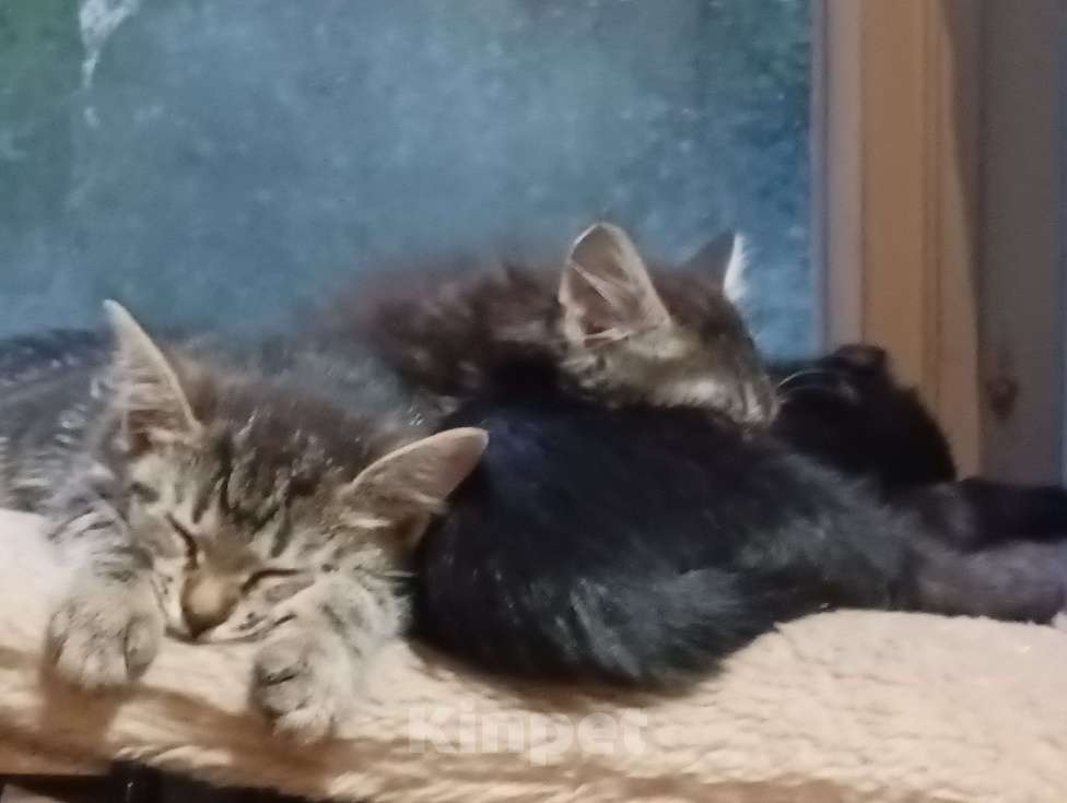 Кошки в Санкт-Петербурге: Котенок Шотландский прямоухий , метис , девочка Девочка, 1 000 руб. - фото 4