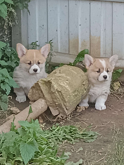 Щенки коржики