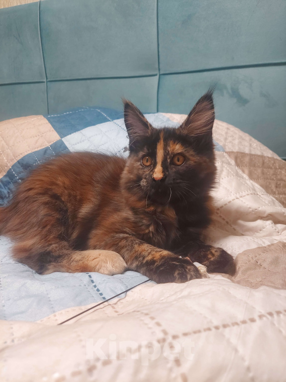 Кошки в Санкт-Петербурге: мейн-кун котёнок Девочка, 20 000 руб. - фото 5