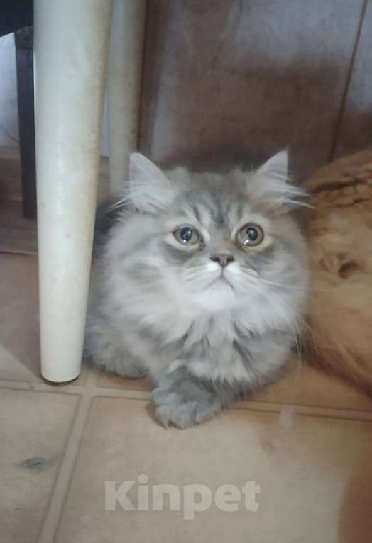 Кошки в Краснодаре: Персидские котята  Девочка, 5 000 руб. - фото 6
