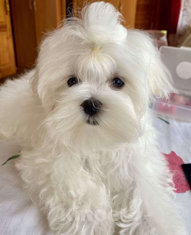 Собаки в Москве: Мальтезе мальчик мини 4 месяца  Мальчик, 100 000 руб. - фото 3