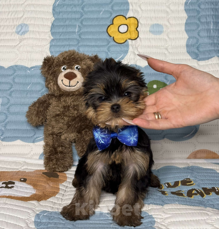 Собаки в Москве: Йоркширский терьер мальчик Мальчик, 60 000 руб. - фото 5