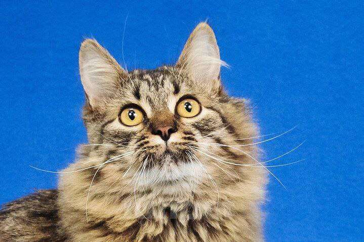 Кошки в Москве: Пушистый котик Орешек ищет семью Мальчик, Бесплатно - фото 1