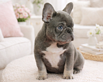 Собаки в Москве: Минималышки французского бульдога Девочка, 60 000 руб. - фото 1