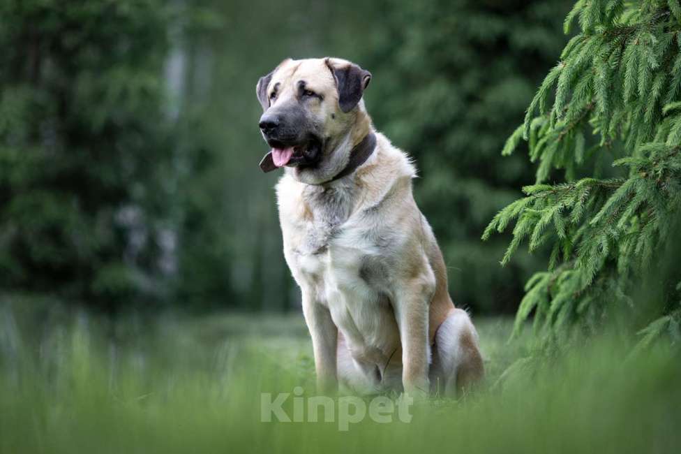 Собаки в Москве: Петя Мальчик, Бесплатно - фото 3