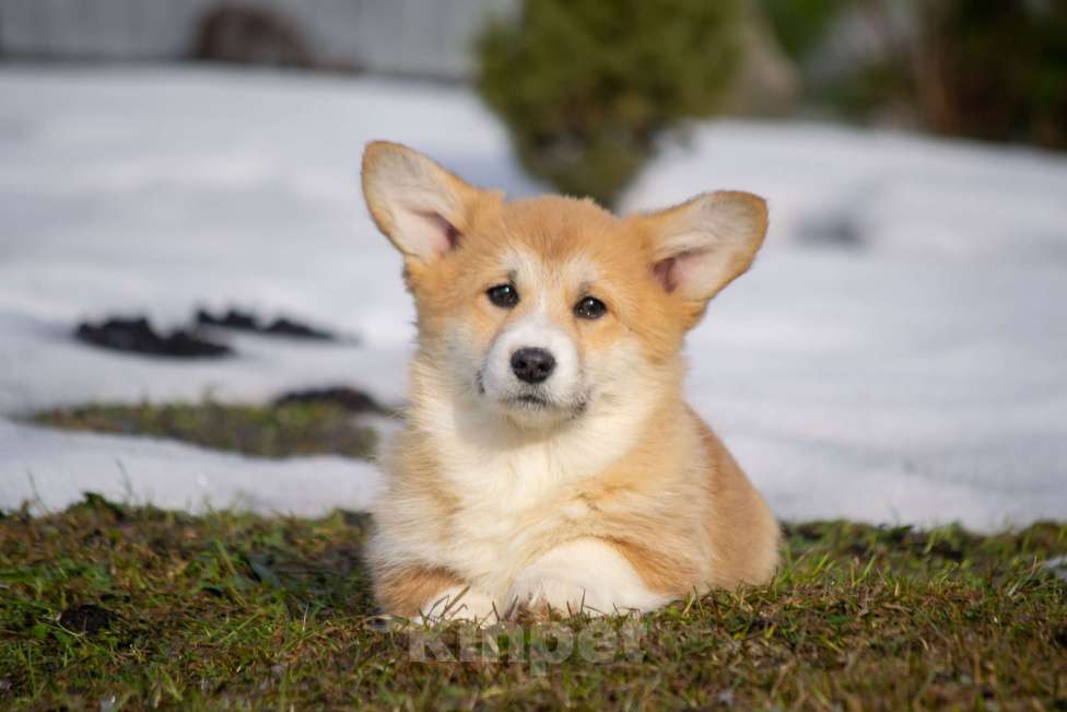 Собаки в Вологде: Щенки Вельш корги пемброк Разнополые, 80 000 руб. - фото 2