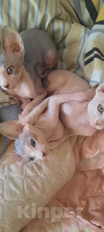 Кошки в Москве: Котята Канадского сфинкса, ласковые, игривые, замечательные  Девочка, Бесплатно - фото 10