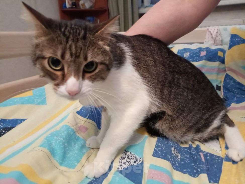 Кошки в Москве: Ласковый котик в добрые руки Мальчик, Бесплатно - фото 5