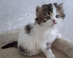 Кошки в Ярославле: Шотландский длинношерстный малыш Мальчик, 35 000 руб. - фото 2