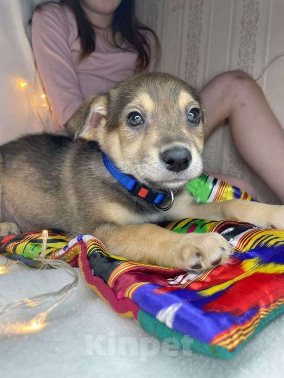 Собаки в Мытищах: Щенок Джек ищет свою семью Мальчик, Бесплатно - фото 3