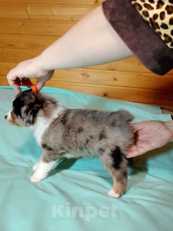 Собаки в других городах Ленинградской области: Щенок миниатюрной американской овчарки Мальчик, Бесплатно - фото 3