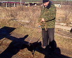 Собаки в Курске: Вязка, 1 руб. - фото 2
