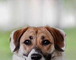 Собаки в Москве: Пристраиваю домашнего щенка Бэль, 10 мес Девочка, 50 руб. - фото 2