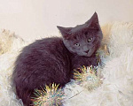 Кошки в Санкт-Петербурге: Русский голубой котенок 2 мес Мальчик, 500 руб. - фото 4