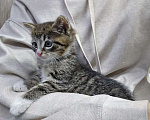Кошки в Санкт-Петербурге: Глазастое чудо Мышка, милый домашний котенок в добрые руки Девочка, 10 руб. - фото 5
