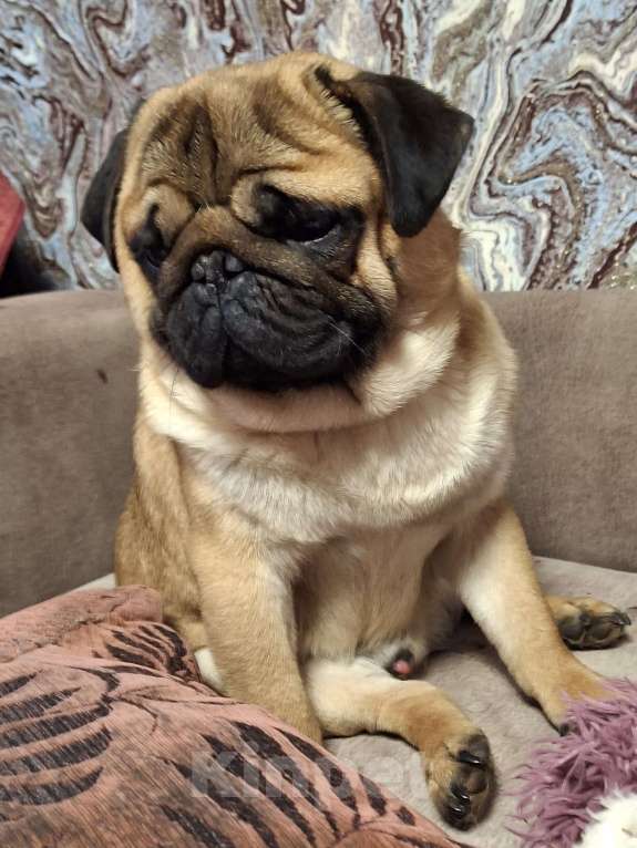 Собаки в Балаково: Вязка Мальчик, 7 000 руб. - фото 5