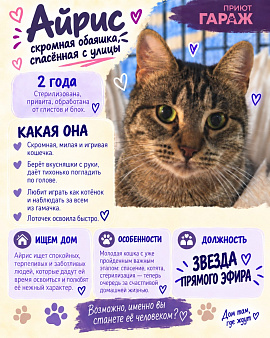 Кошечка Айрис ищет дом
