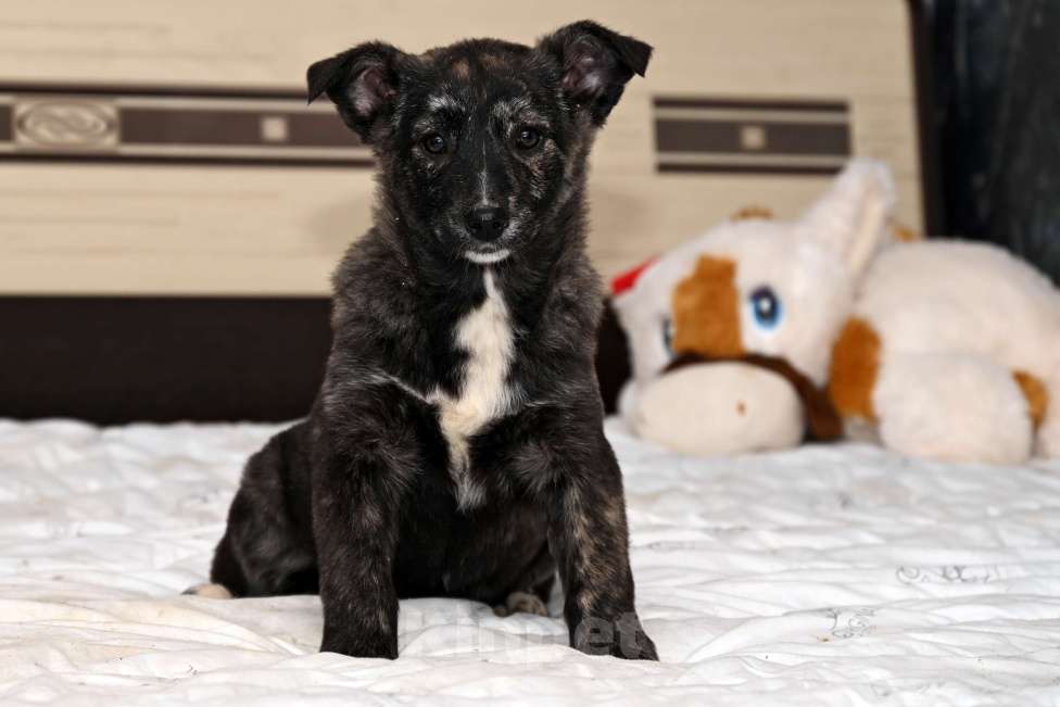 Собаки в других городах Московской области: Айра девочка 4 мес. Порода самая дорогая в мире  называется -ЛЮБИМАЯ!!! Девочка, 1 000 руб. - фото 1