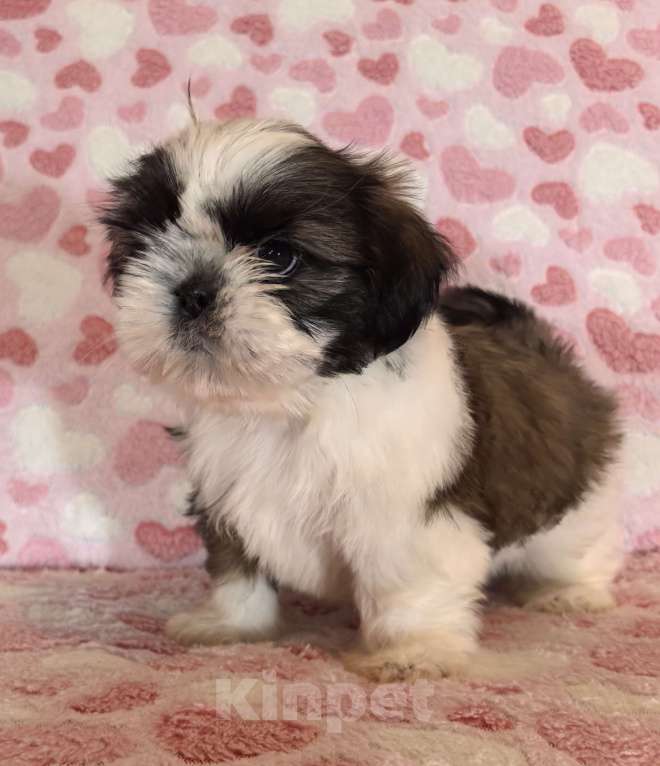 Собаки в других городах Белгородской области: Девочка ши-тцу  Девочка, 35 000 руб. - фото 3