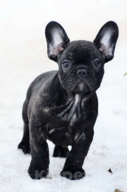 Собаки в Старом Купавне: Славный парнишка Мальчик, 50 000 руб. - фото 1