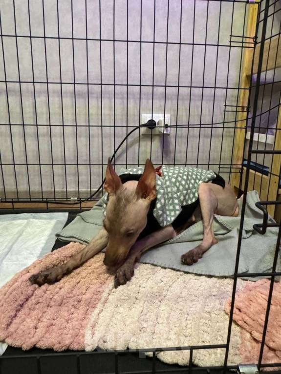 Собаки в Челябинске: ксолоицкуинтли мексиканская голая Девочка, 4 999 руб. - фото 3