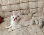 Кошки в Долгопрудном: Крем на серебре мейн-кун Мальчик, 65 руб. - фото 7