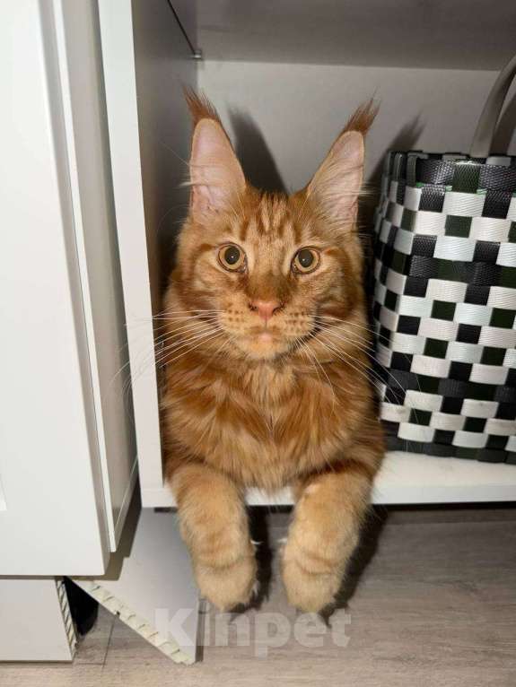 Кошки в Москве: Кошка Мейн кун Девочка, 18 000 руб. - фото 1