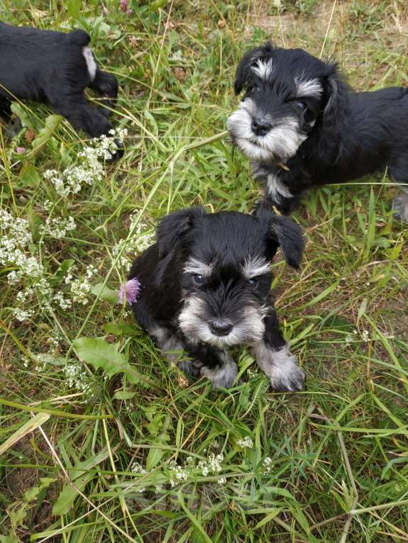 Собаки в Санкт-Петербурге: Щенки окраса черный с серебром Мальчик, 60 000 руб. - фото 1