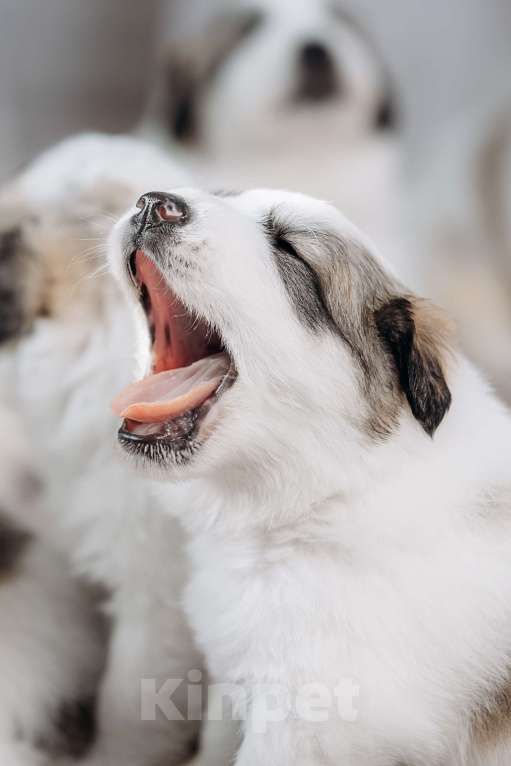 Собаки в Тюмени: Щенки. Пиренейская Горная Собака Разнополые, Бесплатно - фото 8