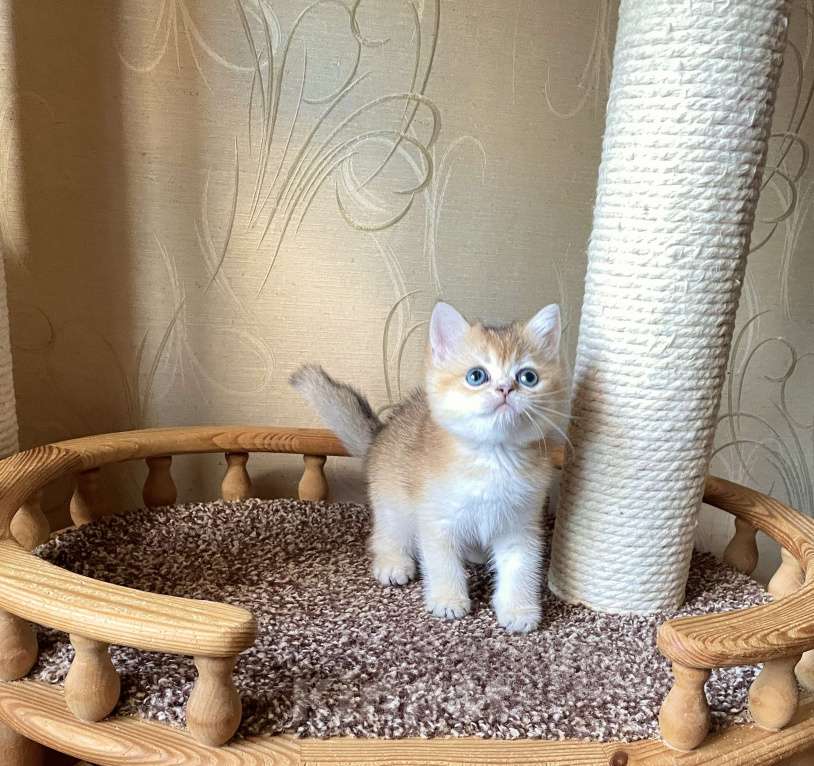 Кошки в Волгограде: Котёнок британский золотого окраса Девочка, 12 000 руб. - фото 1