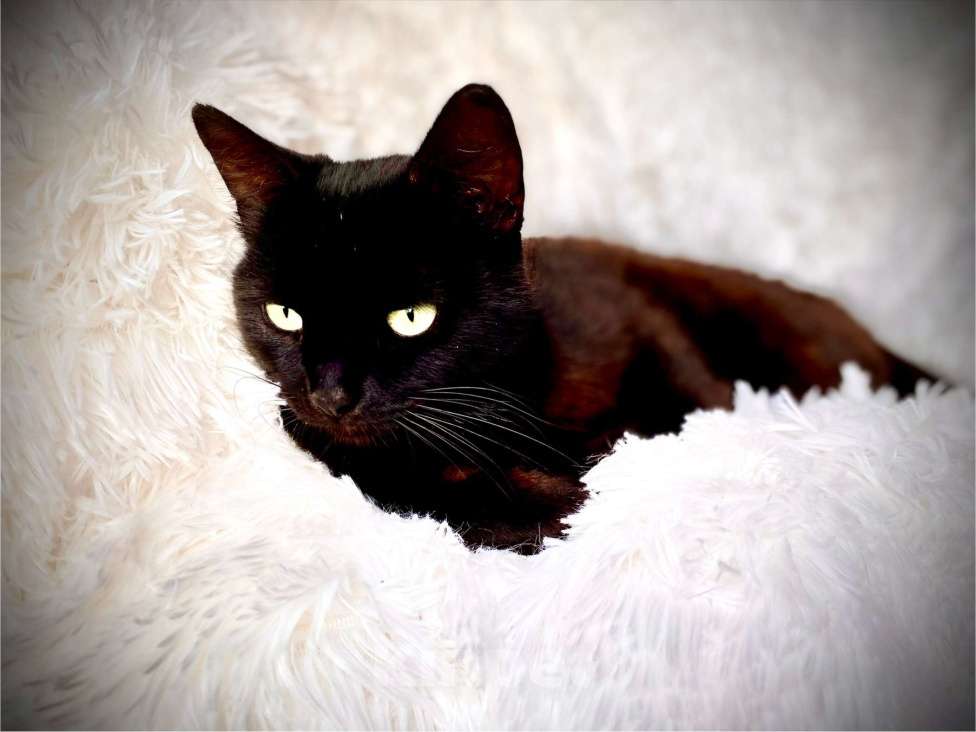 Кошки в Можайске: Кошка в дар Девочка, Бесплатно - фото 3