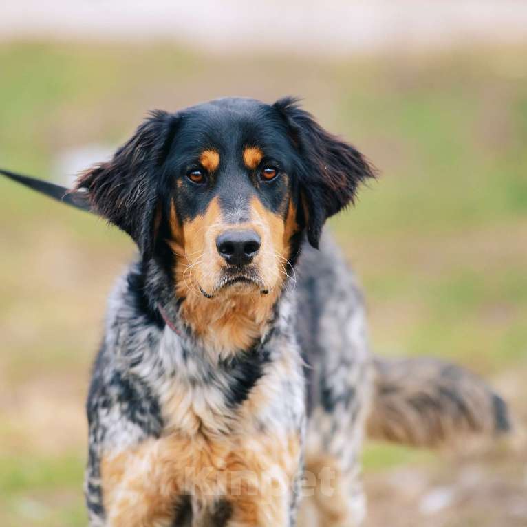 Собаки в Москве: Бархан Мальчик, Бесплатно - фото 4