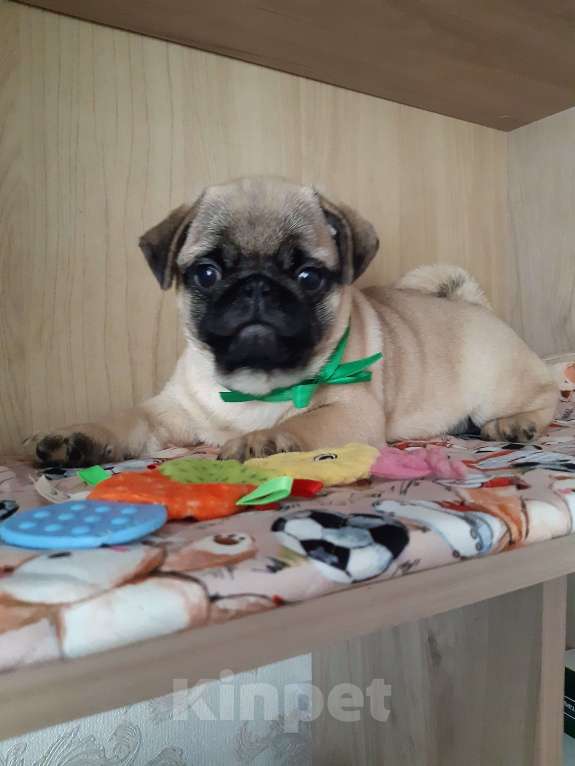 Собаки в Новосибирске: Мальчик щайчик с документами РКФ Мальчик, 45 000 руб. - фото 1