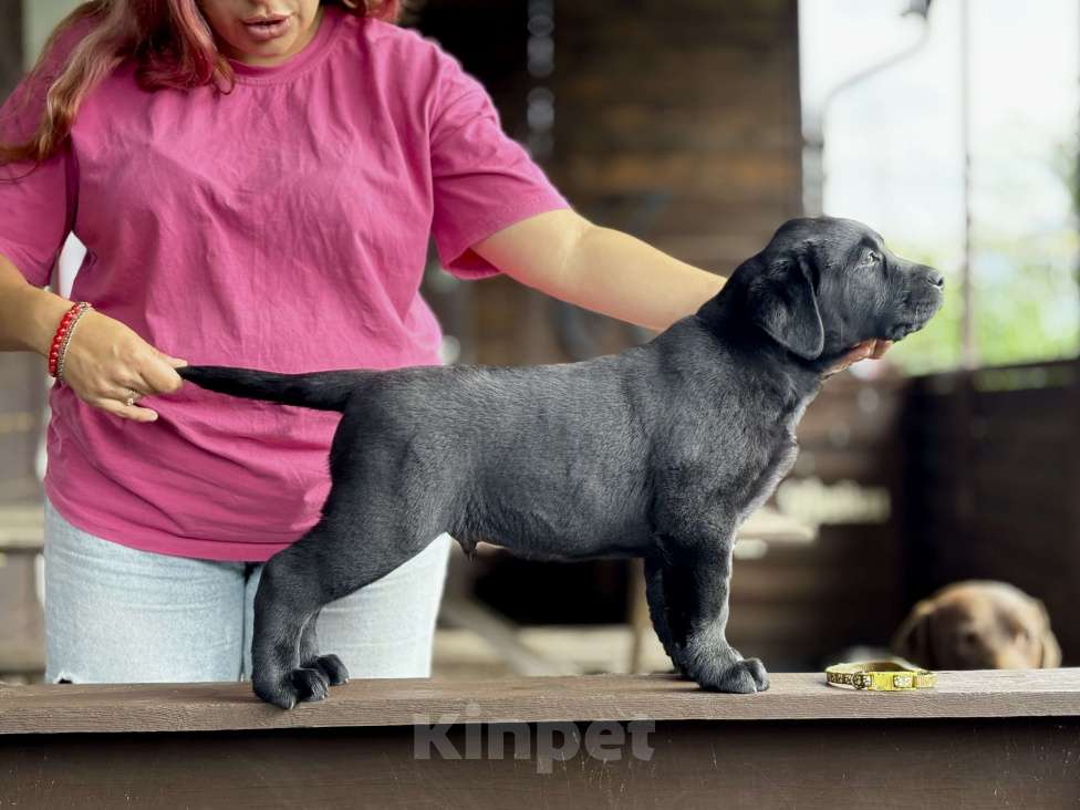 Собаки в Мур: Фабио Манчини Мальчик, 55 000 руб. - фото 2