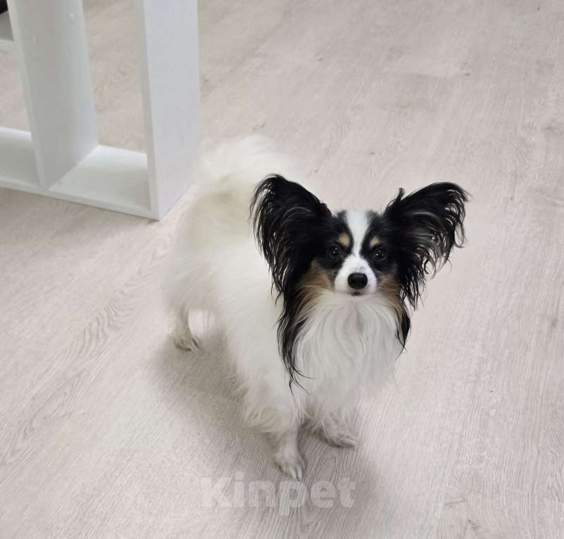 Собаки в других городах Московской области: Щенок девочка папильон Papillon  Девочка, 65 000 руб. - фото 5